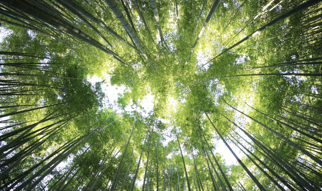 Bamboo leaf canopy